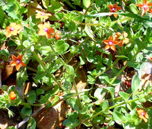 Pimpernel Scarlet Bulk Seeds - Anagallis Monelli 2