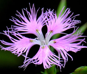 Pinks Fringed Bulk Seeds - Dianthus Superbus