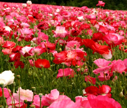 wildflower poppy seeds Poppy Cascade Pocket Wildflower Mix Seeds