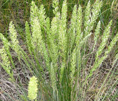 Prairie Junegrass Seeds - Koeleria Cristata