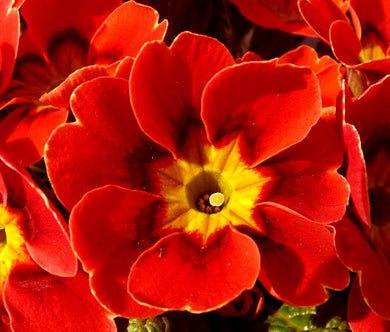 Primrose English Accord Scarlet Red Bulk Seeds - Primula Vulgaris
