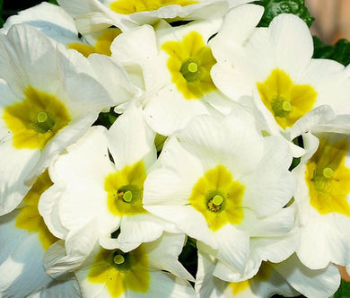 Primrose English Accord White Bulk Seeds - Primula Vulgaris