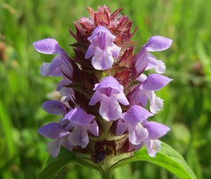 Prunella Self Heal Non GMO Bulk Seeds - Prunella Vulgaris 2