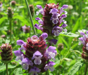Prunella Self Heal Non GMO Seeds - Prunella Vulgaris
