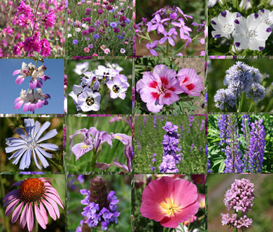 Wildflower Mix Purple Bulk Seeds