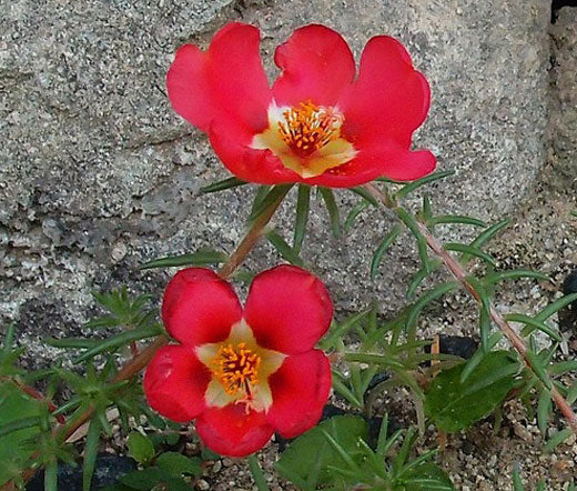 Purslane Toucan Scarlet Shades Non GMO Bulk Seeds - Portulaca Oleracea