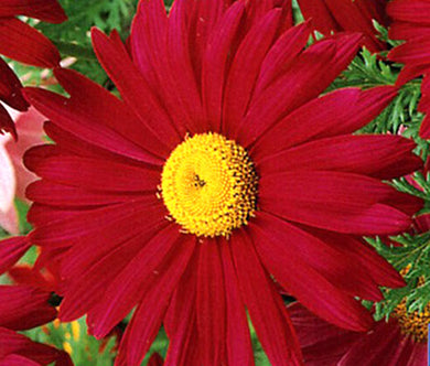 Pyrethrum Robinson's Red Bulk Seeds - Chrysanthemum Coccineum