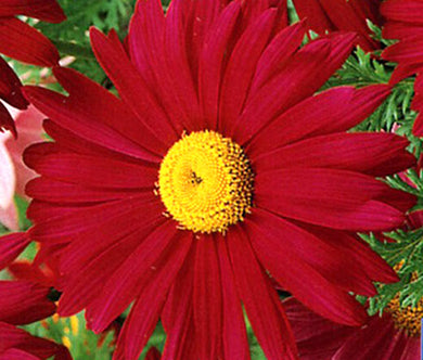 Pyrethrum Robinson's Red Seeds - Chrysanthemum Coccineum