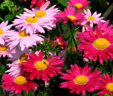Pyrethrum Robinson's Mix Bulk Seeds - Chrysanthemum Coccineum