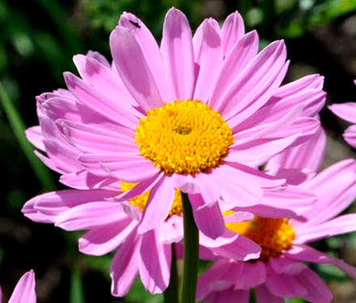 Pyrethrum Robinson's Rose Bulk Seeds - Chrysanthemum Coccineum