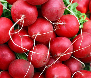 Radish Champion Non GMO  Seeds - Raphanus Sativus