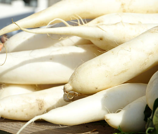 Radish Daikon Oriental Non GMO Bulk Seeds - Raphanus Sativus