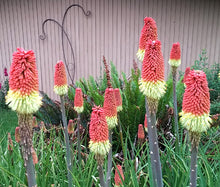Red Hot Poker Torch Lily Seeds - Kniphofia Uvaria Royal Castle 2