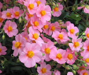 Rock Rose Mutabile Mix Seeds - Helianthemum Nummularium 2