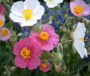 Rock Rose Mutabile Mix Seeds - Helianthemum Nummularium