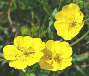 Rock Rose Mutabile Mix Seeds - Helianthemum Nummularium 3