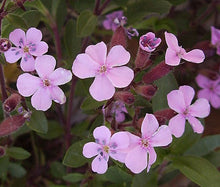 Rock Soapwort Pink Seeds - Saponaria Ocymoides 2
