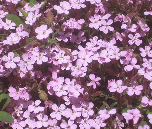 Rock Soapwort Pink Bulk Seeds - Saponaria Ocymoides