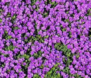 Rock Cress Purple Bulk Seeds - Aubrieta Deltoidea