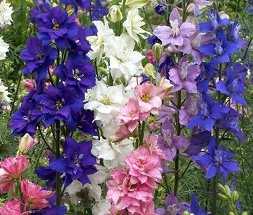 Rocket Larkspur Bulk Seeds - Delphinium Consolida Ajacis