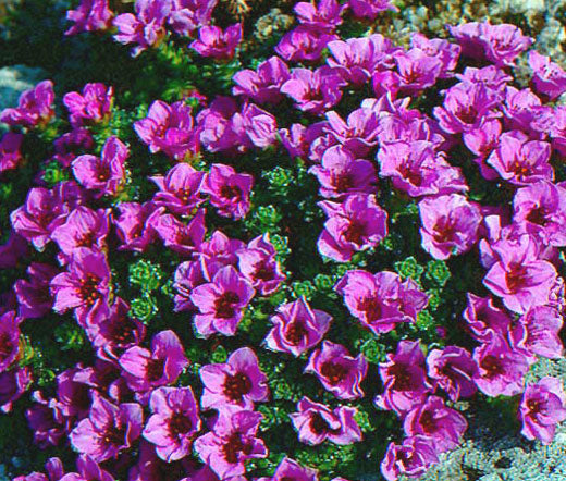 Rockfoil Purple Robe Bulk Seeds - Saxifraga Arendsii