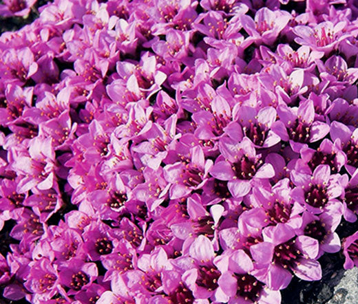 Rockfoil Rose Robe Bulk Seeds - Saxifraga Arendsii