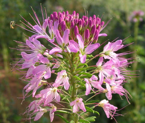 Rocky Mountain Bee Plant Bulk Seeds - Cleome Serrulata 2
