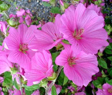 Rose Mallow Mix Seeds - Lavatera Trimestris