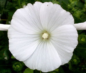 Rose Mallow White Seeds - Lavatera Trimestris