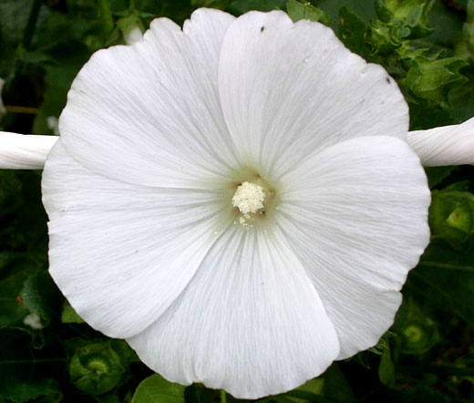 Rose Mallow White Bulk Seeds - Lavatera Trimestris
