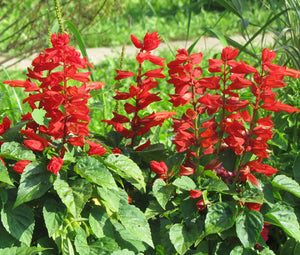 Sage Scarlet Red Non GMO Seeds - Salvia Coccinea