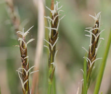 Sedge Bath Seeds - Carex Davalliana 2