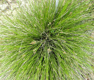 Sedge Bath Bulk Seeds - Carex Davalliana