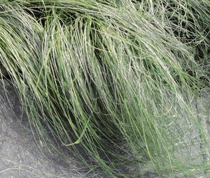 Sedge New Zealand Hair Amazon Mist Bulk Seeds - Carex Comans