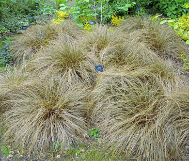 Sedge New Zealand Hair Frosted Curls Bulk Seeds - Carex Comans