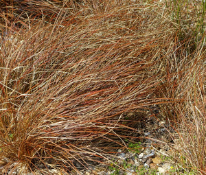 Sedge New Zealand Hair Cappuccino Bulk Seeds - Carex Tenuiculmis