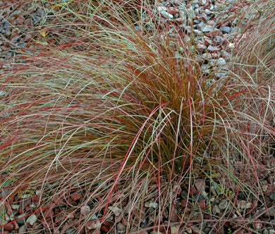 Sedge New Zealand Orange Prairie Fire Bulk Seeds - Carex Testacea