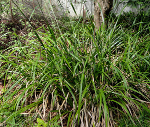 Sedge Pendulous Fresh Look Bulk Seeds - Carex Pendula