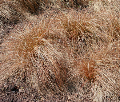 Sedge Weeping Brown Bulk Seeds - Carex Flagellifera