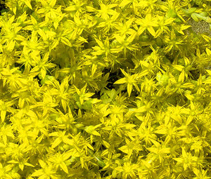Sedum Czar's Gold Stonecrop Bulk Seeds - Sedum Hybridum