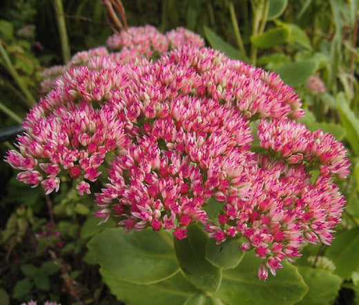 the emperor and the flower seeds Sedum Emperor's Wave Stonecrop Seeds