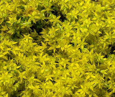 Sedum Yellow Stonecrop Bulk Seeds - Sedum Ellacombianum