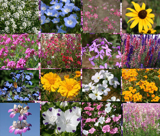 northern california wildflower seed mix Wildflower Mix Shady Lane Seeds