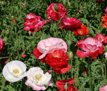 Shirley Poppy Double Mix Seeds - Papaver Rhoeas 2