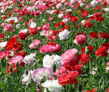 Shirley Poppy Double Mix Seeds - Papaver Rhoeas