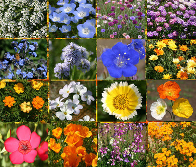 Wildflower Mix Short Creek Seeds