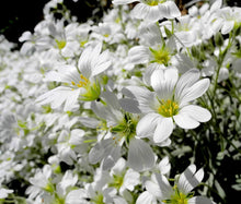Snow in Summer Bulk Seeds - Cerastium Tomentosum