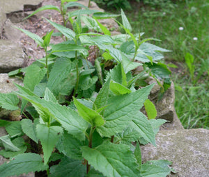 Spearmint Non GMO Bulk Seeds - Mentha Spicata 3