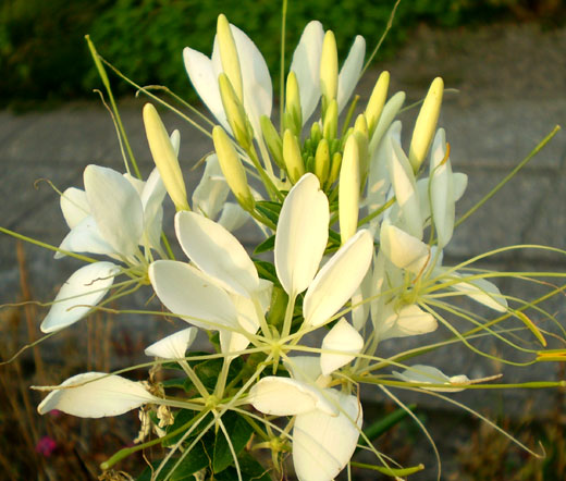 white spider lily seeds Spiny Spider flower White Queen