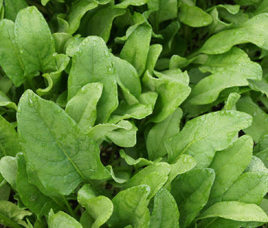 Spinach Hybrid 7 Non GMO Bulk Seeds - Spinacia Oleracea